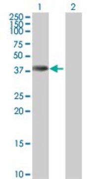 Anti-ANKRD1 antibody produced in mouse purified immunoglobulin, buffered aqueous solution