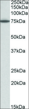 Anti-PAPD5 antibody produced in goat affinity isolated antibody, buffered aqueous solution