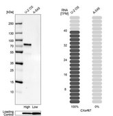 Anti-CXorf67 antibody produced in rabbit Prestige Antibodies® Powered by Atlas Antibodies, affinity isolated antibody, buffered aqueous glycerol solution
