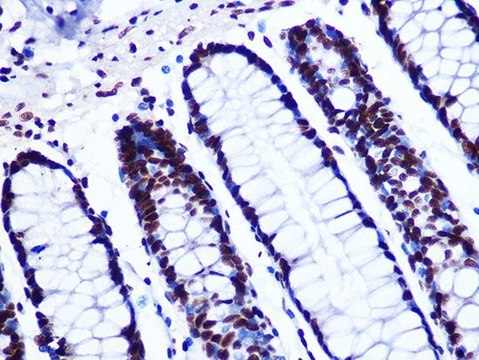 Anti-GTPBP4 antibody produced in rabbit