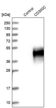 Anti-CD300C antibody produced in rabbit Prestige Antibodies&#174; Powered by Atlas Antibodies, affinity isolated antibody, buffered aqueous glycerol solution