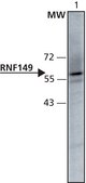 Anti-RNF149 (231-245) antibody produced in rabbit IgG fraction of antiserum, buffered aqueous solution