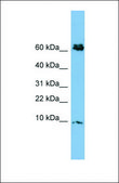 Anti-CRIP1, (N-terminal) antibody produced in rabbit affinity isolated antibody