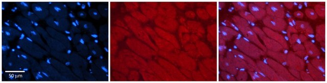 Anti-MLXIP antibody produced in rabbit affinity isolated antibody