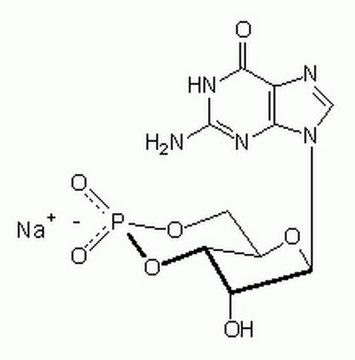 Guanosine 3&#8242;,5&#8242;-cyclic Monophosphate, Sodium Salt Important intracellular second messenger implicated in the action of nitric oxide in many cell types.