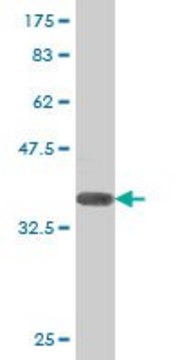 Anti-ADAMTS1 Mouse pAb (1B8) liquid, clone 1B8, Calbiochem&#174;