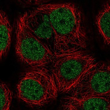 Anti-KAT8 antibody produced in rabbit Prestige Antibodies&#174; Powered by Atlas Antibodies, affinity isolated antibody