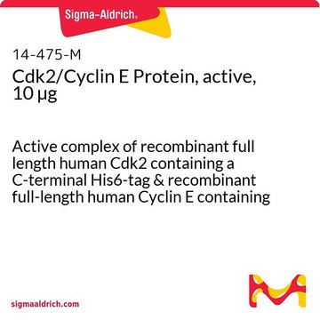 Cdk2/Cyclin E蛋白，活性，10 &#181;g Active complex of recombinant full length human Cdk2 containing a C-terminal His6-tag &amp; recombinant full-length human Cyclin E containing an N-terminal GST-tag. For use in Kinase Assays.