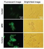 BioTracker™ Green Lipid Peroxide Live Cell Ferroptosis Indicator