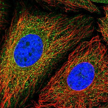 Anti-MCM3AP antibody produced in rabbit Prestige Antibodies&#174; Powered by Atlas Antibodies, affinity isolated antibody