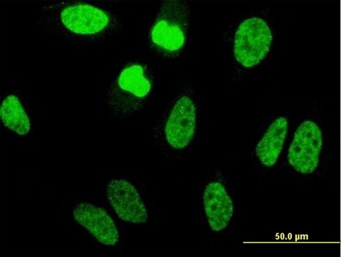 Monoclonal Anti-TAF11 antibody produced in mouse clone 3E7, purified immunoglobulin, buffered aqueous solution