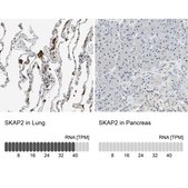 Anti-SKAP2 antibody produced in rabbit Prestige Antibodies® Powered by Atlas Antibodies, affinity isolated antibody, buffered aqueous glycerol solution
