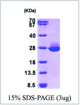 GSTA1 human recombinant, expressed in E. coli, &#8805;90% (SDS-PAGE)