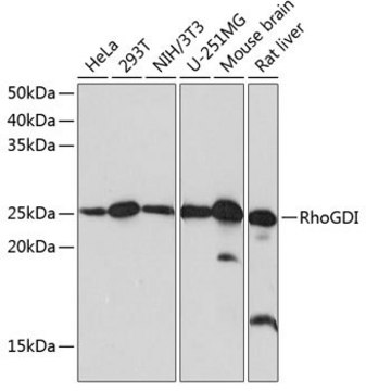 Anti- RhoGDI antibody produced in rabbit