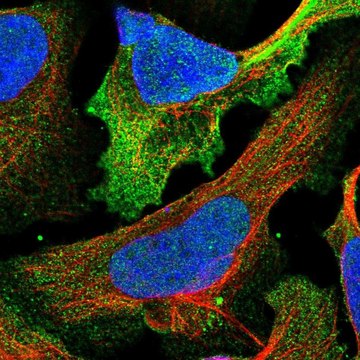 Anti-CSPG4 antibody produced in rabbit Prestige Antibodies&#174; Powered by Atlas Antibodies, affinity isolated antibody