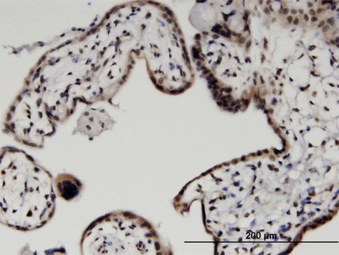 Monoclonal Anti-HIST2H2BE, (C-terminal) antibody produced in mouse clone 4G6, purified immunoglobulin, buffered aqueous solution