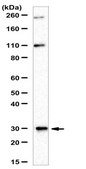 Anti-CIDEC Antibody/FSP27 0.5 mg/mL, from rabbit