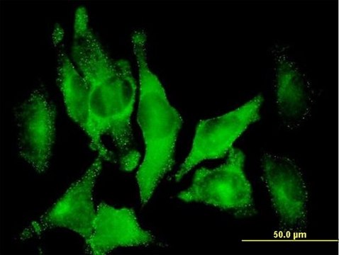 Anti-DAB2 antibody produced in mouse IgG fraction of antiserum, buffered aqueous solution