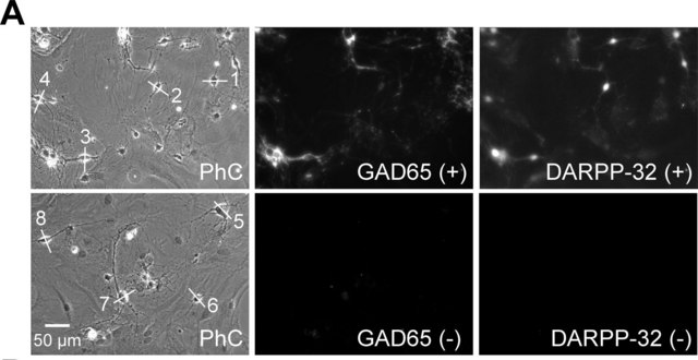 Anti-DARPP-32 Antibody from rabbit, purified by affinity chromatography