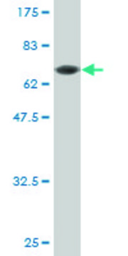 Monoclonal Anti-CPA1 antibody produced in mouse clone 3F11, purified immunoglobulin, buffered aqueous solution