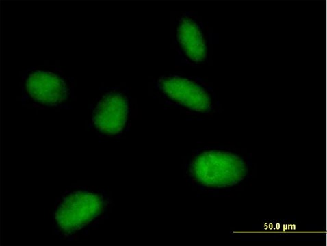 Anti-MIS12 antibody produced in mouse IgG fraction of antiserum, buffered aqueous solution