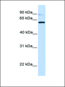 Anti-PTPRA antibody produced in rabbit affinity isolated antibody