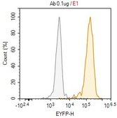 Anti-APN/CD13 Antibody, clone BR2 ZooMAb® Mouse Monoclonal recombinant, expressed in HEK 293 cells