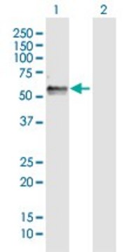 Anti-FAM134B antibody produced in rabbit purified immunoglobulin, buffered aqueous solution