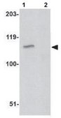 Anti-GPVI Antibody from rabbit, purified by affinity chromatography