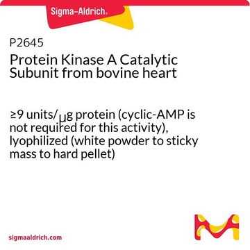 Protein Kinase&#160;A Catalytic Subunit from bovine heart &#8805;9&#160;units/&#956;g protein (cyclic-AMP is not required for this activity), lyophilized (white powder to sticky mass to hard pellet)