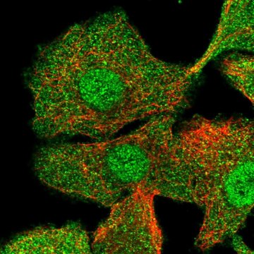 Anti-CIB1 antibody produced in rabbit Prestige Antibodies&#174; Powered by Atlas Antibodies, affinity isolated antibody