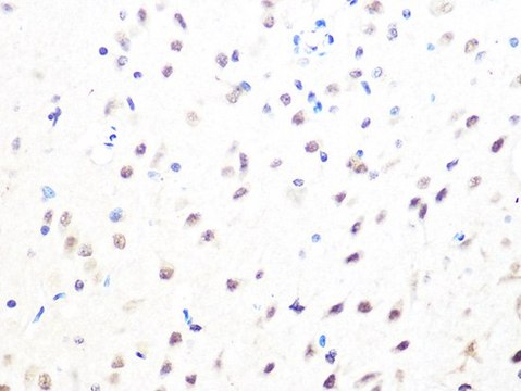 Anti-MAD2B/MAD2L2 antibody produced in rabbit