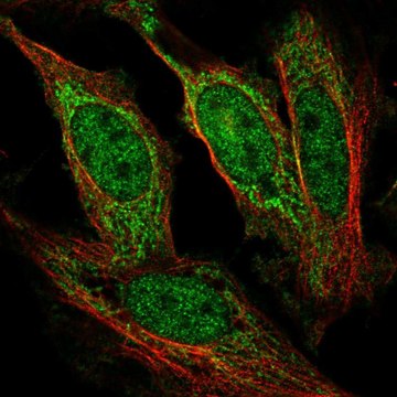 Anti-AFF1 antibody produced in rabbit Prestige Antibodies&#174; Powered by Atlas Antibodies, affinity isolated antibody