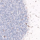 Monoclonal Anti-Pecam1 Antibody Produced In Mouse Prestige Antibodies® Powered by Atlas Antibodies, clone CL14693, affinity isolated antibody, buffered aqueous glycerol solution