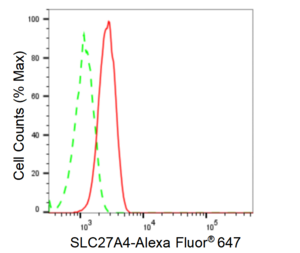 Anti SLC27A4 Antibody, clone 23GB4915, Rabbit Monoclonal clone 23GB4915, recombinant rabbit monoclonal, expressed in HEK293 cells