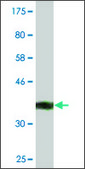 Monoclonal Anti-AZIN1, (C-terminal) antibody produced in mouse clone 1F11, purified immunoglobulin, buffered aqueous solution