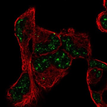 Anti-PNRC1 antibody produced in rabbit Prestige Antibodies&#174; Powered by Atlas Antibodies, affinity isolated antibody