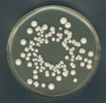 GranuCult&#174; plus酵母抽提物葡萄糖氯霉素琼脂FIL-IDF for yeasts, for molds, suitable for microbiology