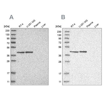 Anti-ERAL1 antibody produced in rabbit Prestige Antibodies&#174; Powered by Atlas Antibodies, affinity isolated antibody, buffered aqueous glycerol solution, Ab2