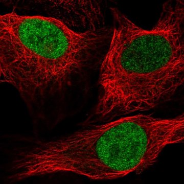 Anti-Id1 Antibody Produced In Rabbit Prestige Antibodies&#174; Powered by Atlas Antibodies, affinity isolated antibody, buffered aqueous glycerol solution