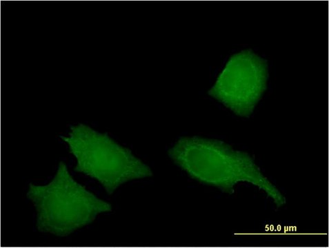 Monoclonal Anti-IREB2 antibody produced in mouse clone 1F3, purified immunoglobulin, buffered aqueous solution