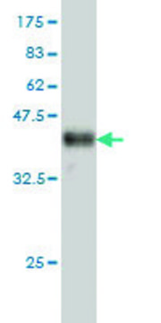 Monoclonal Anti-ATP2B1 antibody produced in mouse clone 3E2, purified immunoglobulin, buffered aqueous solution