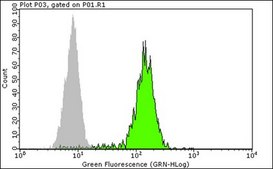 Anti-CD34 Class II Antibody, clone QBEND/10, FITC conjugated clone QBEND/10, Chemicon®, from mouse