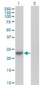 Monoclonal Anti-NME6 antibody produced in mouse clone 2A10, purified immunoglobulin, buffered aqueous solution