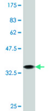 Monoclonal Anti-PCSK1, (C-terminal) antibody produced in mouse clone 2G12, purified immunoglobulin, buffered aqueous solution