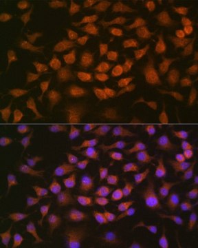 Anti- GRK2 antibody produced in rabbit