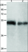 Anti-BPIFB1 antibody produced in rabbit affinity isolated antibody