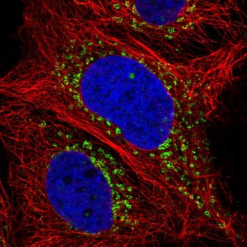 Anti-LY75 antibody produced in rabbit Prestige Antibodies&#174; Powered by Atlas Antibodies, affinity isolated antibody