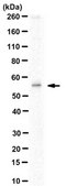 Anti-Fgr Antibody, clone SuGr-7 14F3 clone SuGr-7 14F3, from mouse