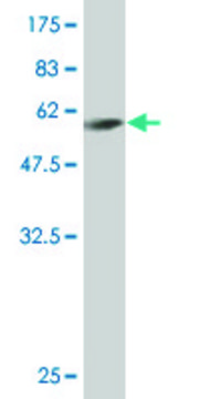 Monoclonal Anti-FTS antibody produced in mouse clone 6G8, purified immunoglobulin, buffered aqueous solution